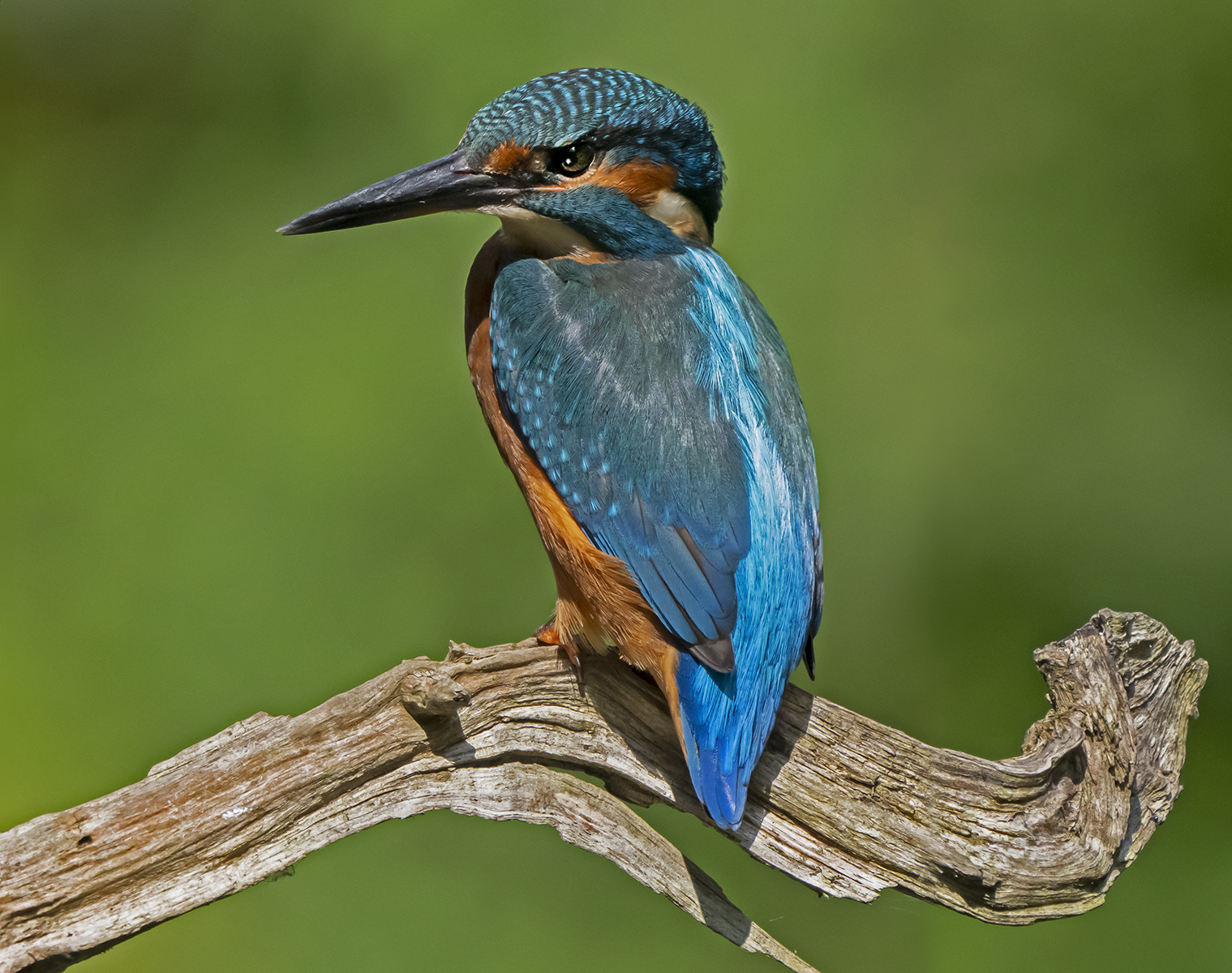 Kingfisher 